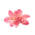 Hawaii Hair Clips